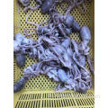 Octopus langes Bein 20-50g